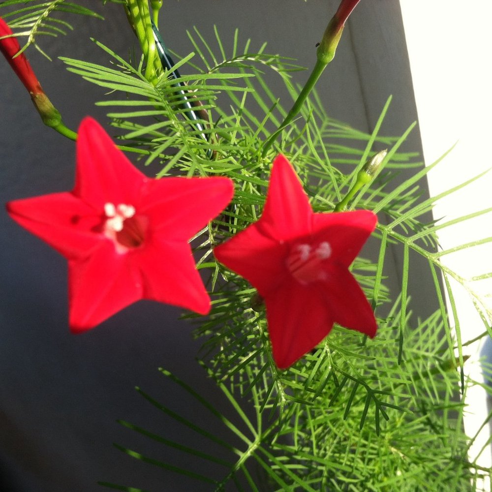 Meet your Posher, Linda